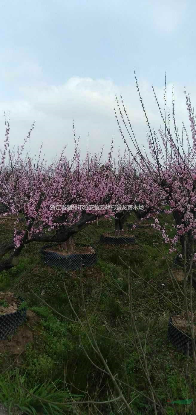 浙江12-25公分紅梅 浙江紅梅價格批發/供應