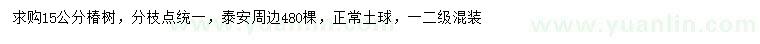 求購15公分椿樹