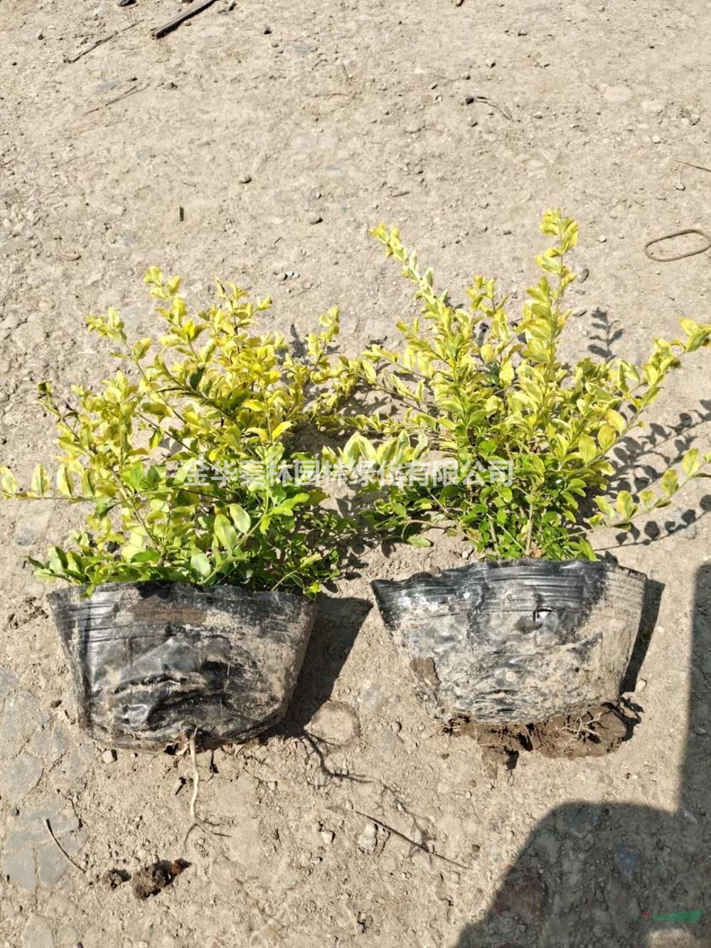 浙江供應(yīng)大杯亮晶女貞 小杯亮晶女貞規(guī)格齊全 可供上海大杯亮晶女貞