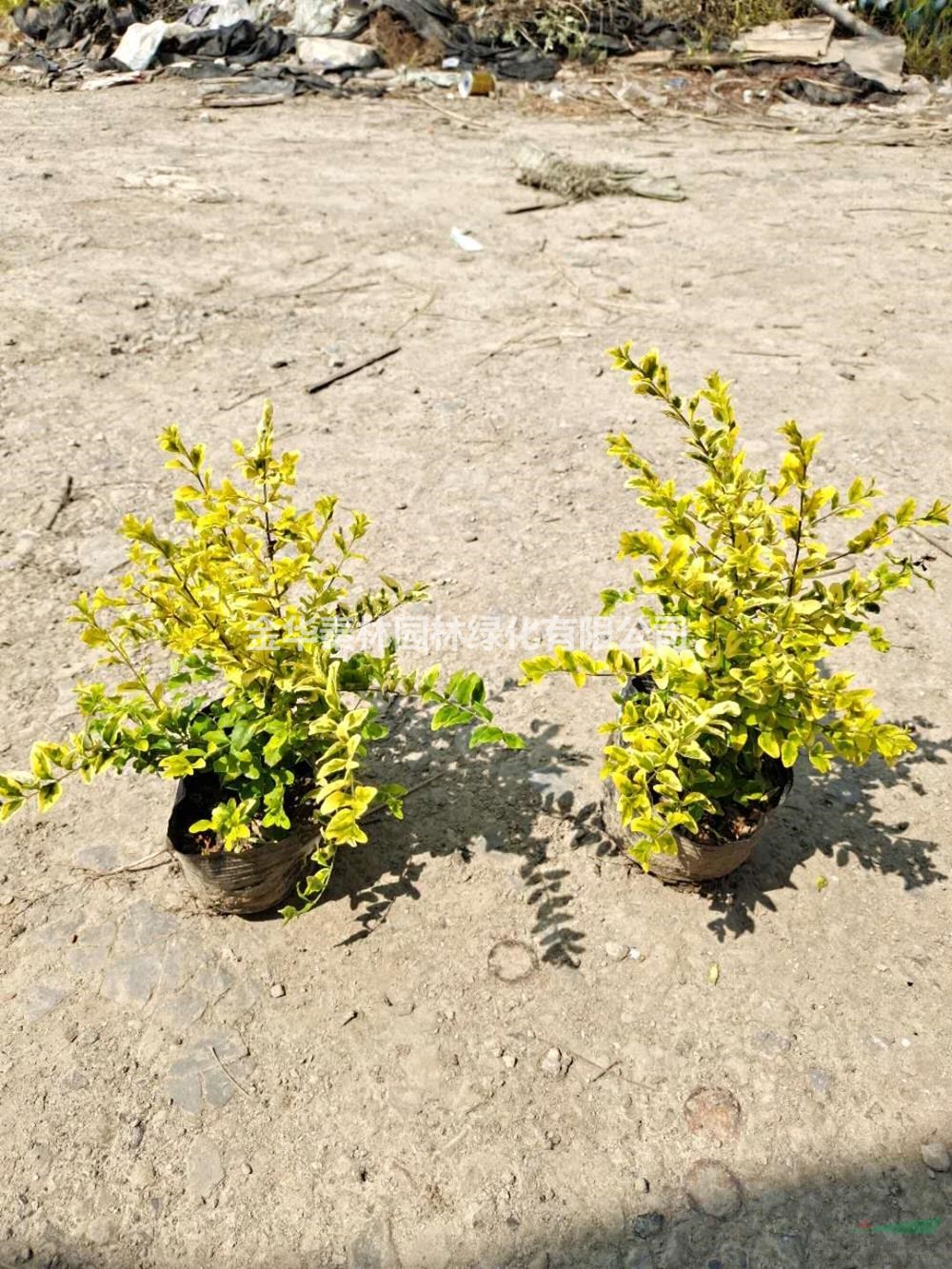 浙江供應(yīng)大杯亮晶女貞 小杯亮晶女貞規(guī)格齊全 可供上海大杯亮晶女貞
