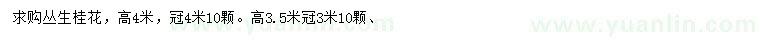 求購(gòu)高3.5、4米叢生桂花