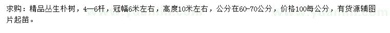 求購冠幅6米左右叢生樸樹