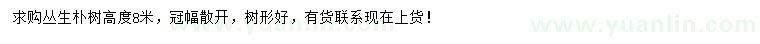 求購高8米叢生樸樹