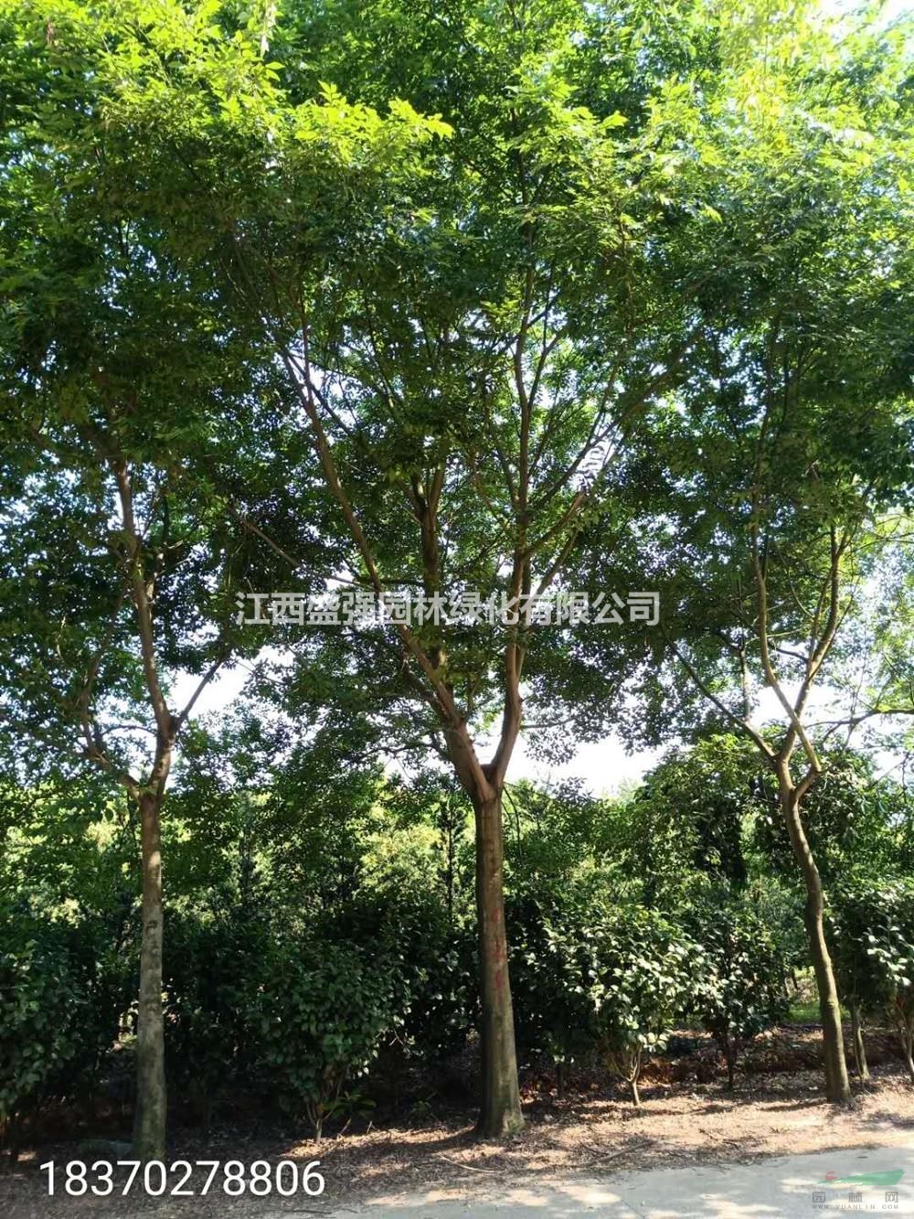 2020年江西15-16公分朴树 江西朴树基地 九江朴树产地新报价