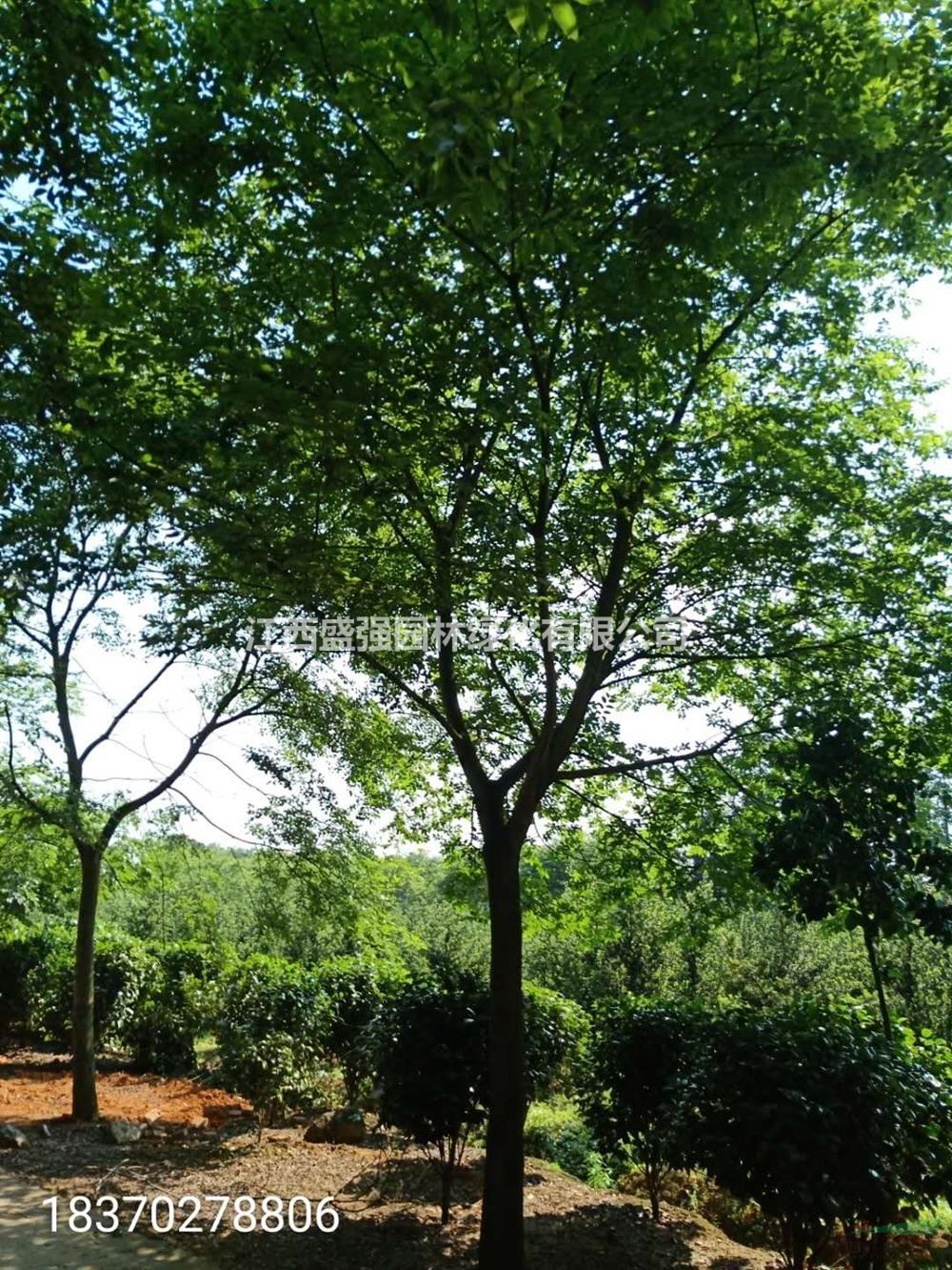 2020年江西15-16公分朴树 江西朴树基地 九江朴树产地新报价