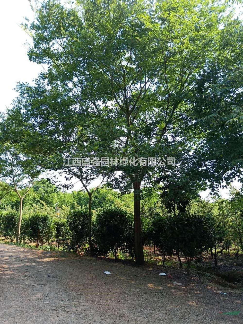 2020年江西15-16公分朴树 江西朴树基地 九江朴树产地新报价