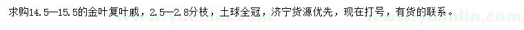 求購14.5--15.5公分金葉復(fù)葉槭