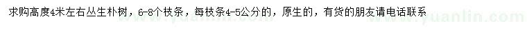 求購高4米左右叢生樸樹