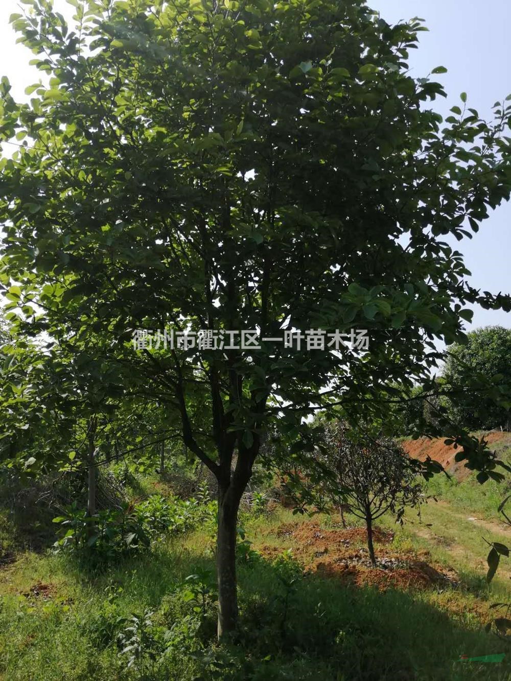 浙江白玉蘭 10-16公分白玉蘭行情報價/浙江白玉蘭 10-16公分白玉蘭圖片展示