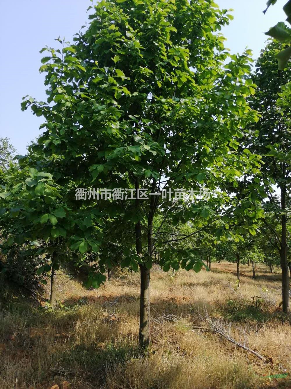 浙江白玉蘭 10-16公分白玉蘭行情報價/浙江白玉蘭 10-16公分白玉蘭圖片展示