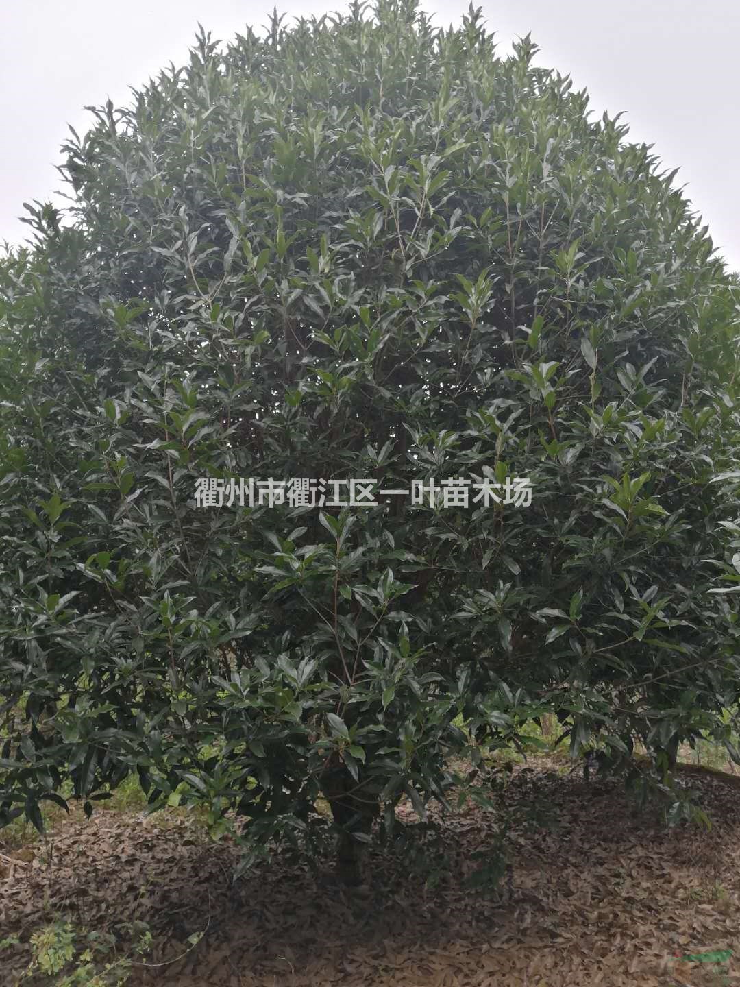 浙江[產品]/浙江紅葉石楠 大小紅葉石楠樹價格/報價