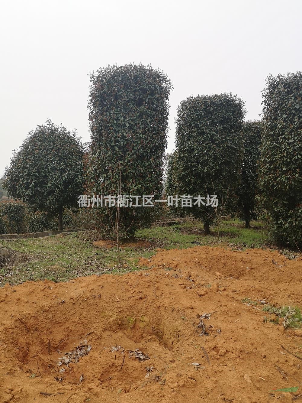 紅葉石楠柱 浙江紅葉石楠柱行情報(bào)價(jià)/紅葉石楠柱 浙江紅葉石楠柱圖片展示