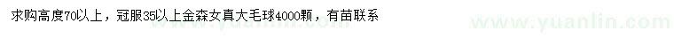 求購高70公分以上金森女貞球