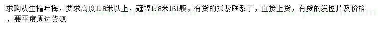 求購高1.8米以上叢生榆葉梅