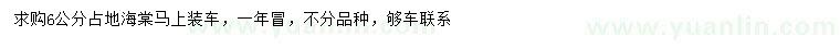 求購6公分海棠