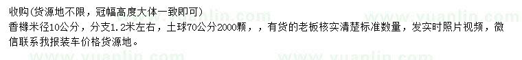 求購米徑10公分香櫞