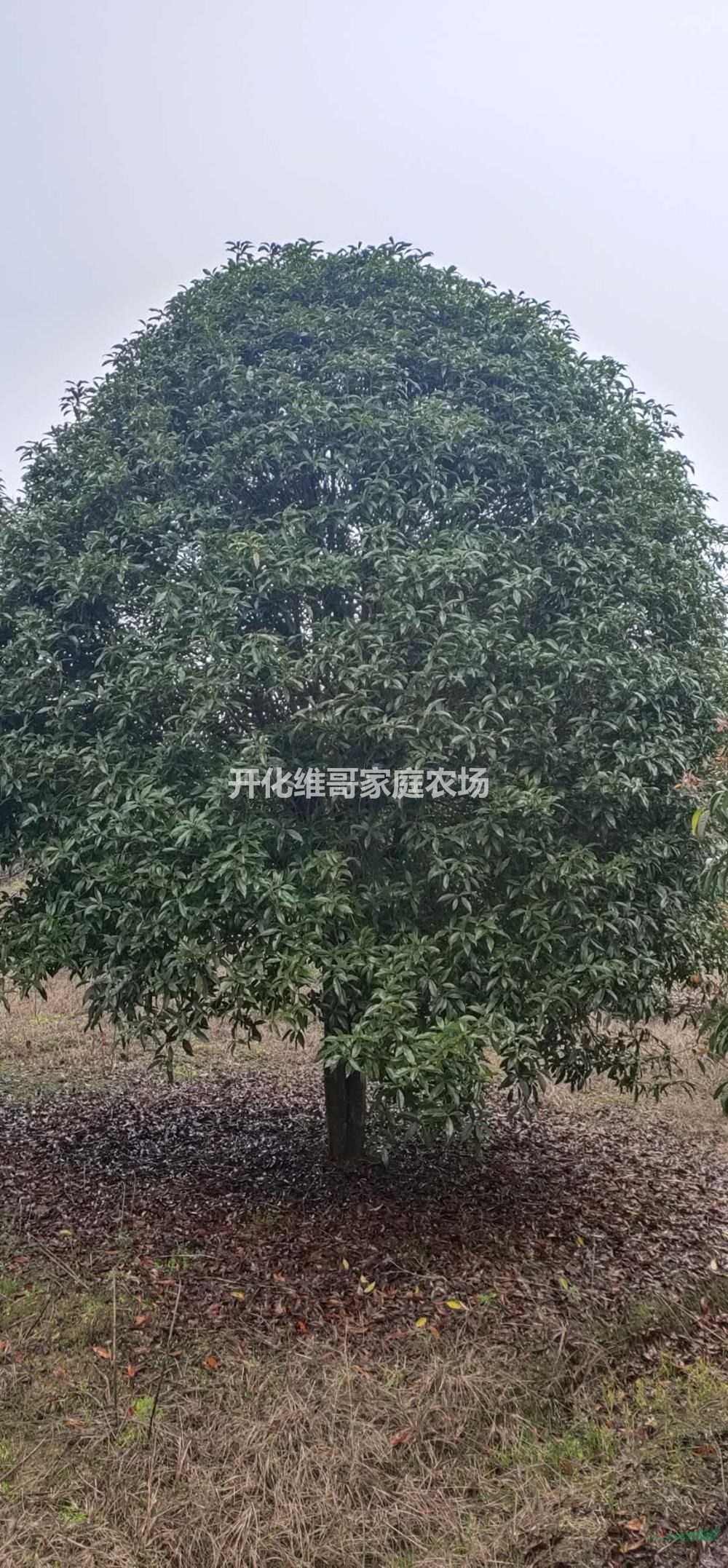 浙江地區(qū)常年供應桂花P3-6m 桂花樹 精品桂花