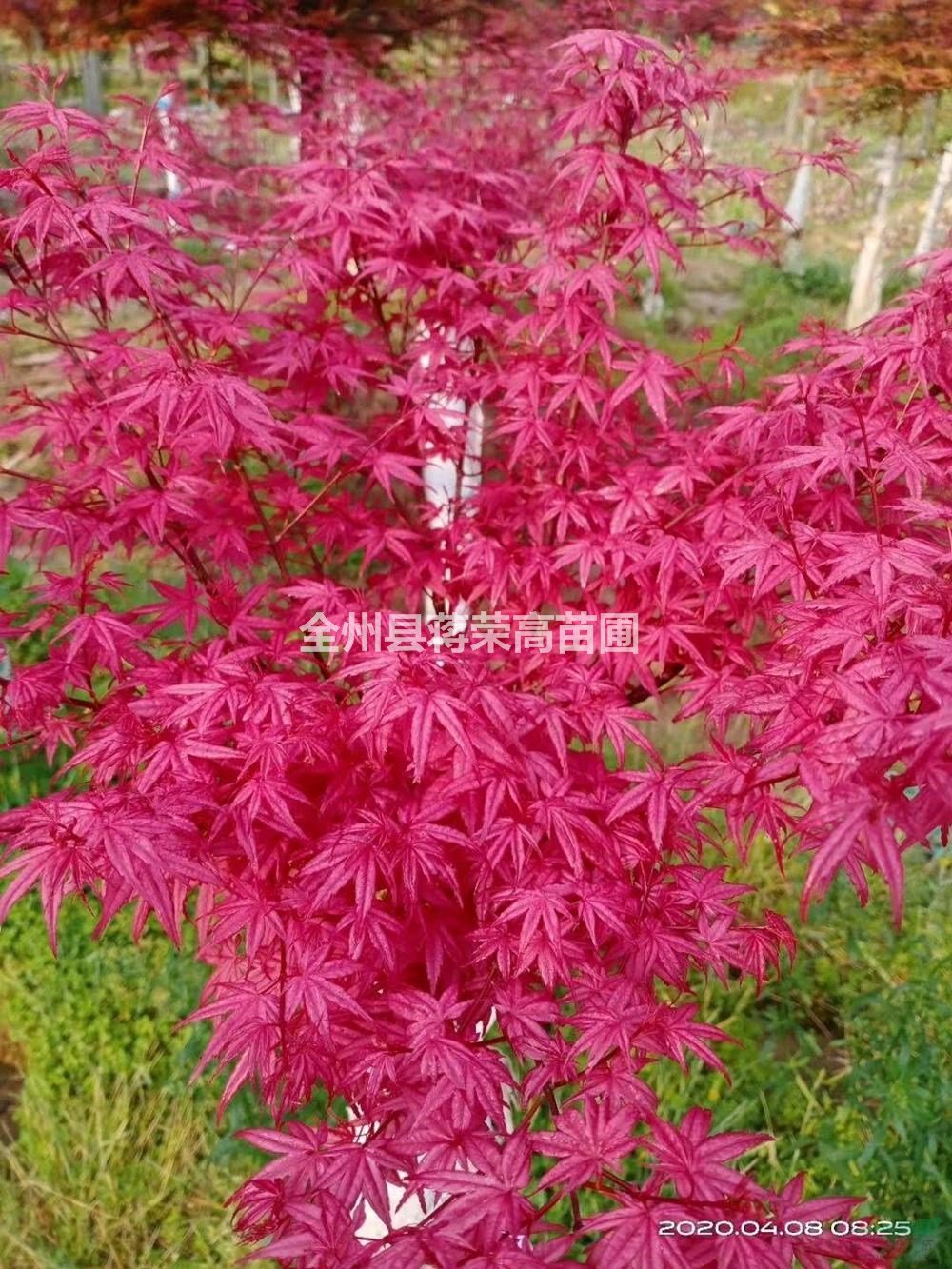 廣西紅小袖行情報(bào)價(jià)/廣西紅楓紅小袖圖片展示