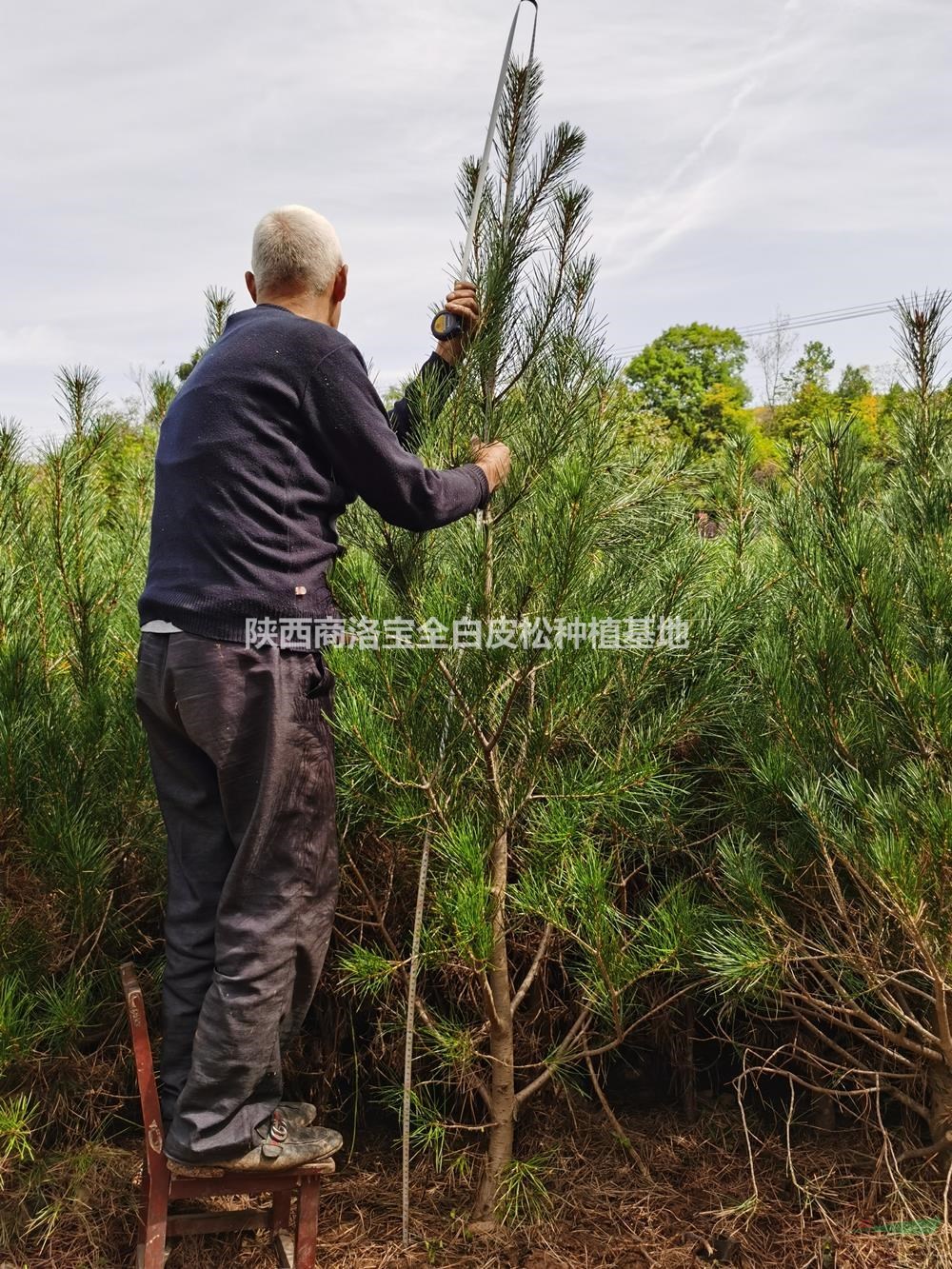 高度2.2米白皮松基地直供，2.2米白皮松陜西哪里買？