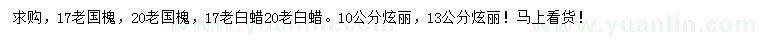 求購老國槐、老白蠟、炫麗