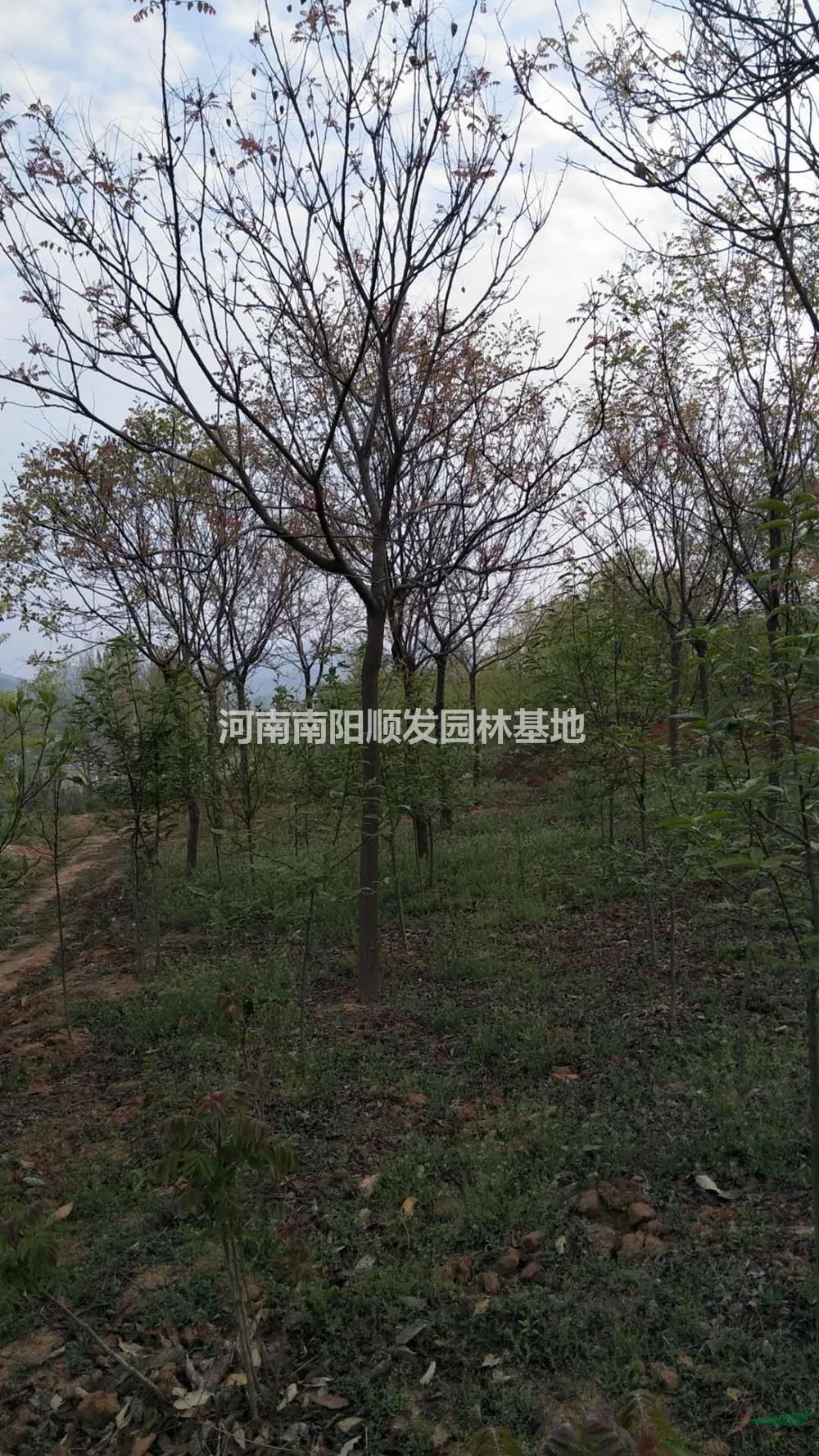 河南供應(yīng)10公分北欒 北京欒  南陽北欒價(jià)格規(guī)格齊全