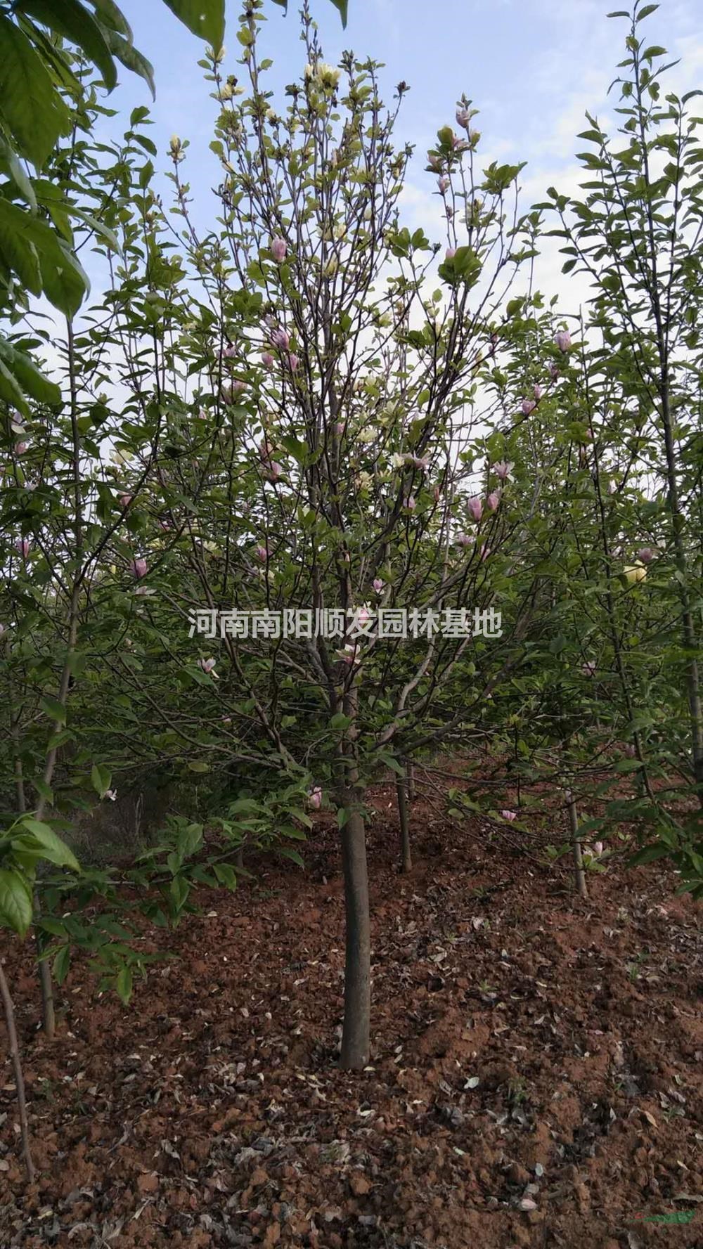 2020年河南8公分紅玉蘭 可供鄭州紅玉蘭新報(bào)價(jià)