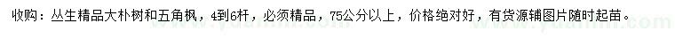 求購75公分以上叢生樸樹(shù)、五角楓