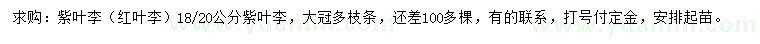 求購18、20公分紫葉李