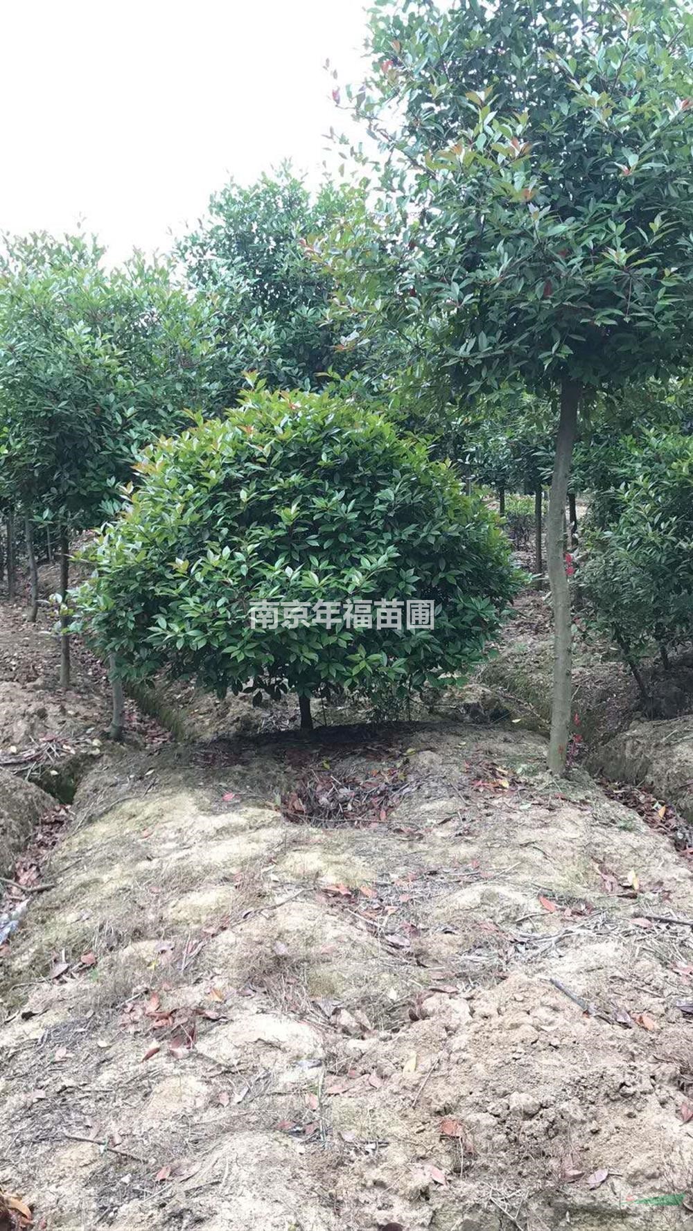 紅葉石楠球 江蘇新報(bào)價(jià)  基地直銷 價(jià)格實(shí)惠