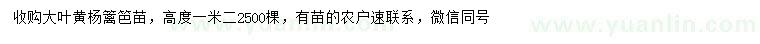 求購(gòu)高1.2米大葉黃楊