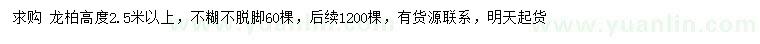 求購高2.5米以上龍柏