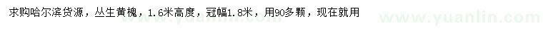 求購高1.6米叢生黃槐