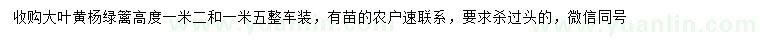 求購高1.2米大葉黃楊
