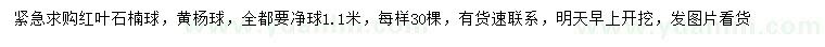 求購1.1米紅葉石楠球、黃楊球