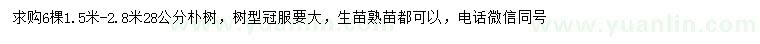 求購28公分樸樹