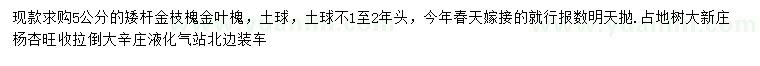 求購5公分金枝槐金葉槐