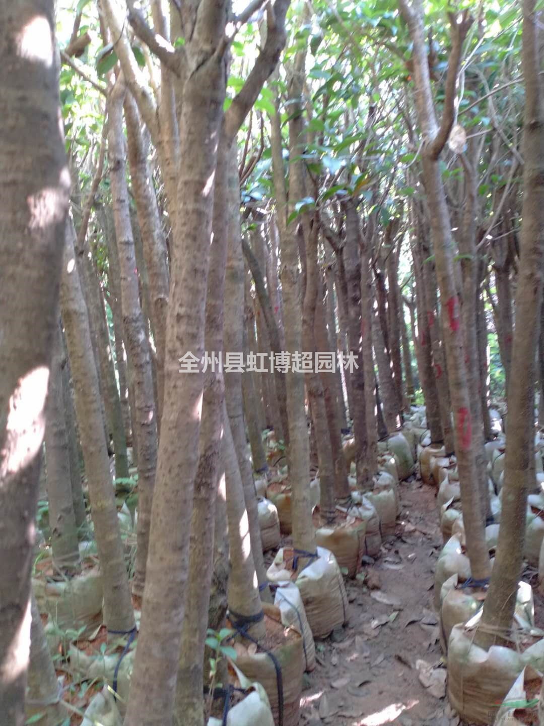 廣西裁枝桂花5-6公分袋苗行情報價/廣西裁枝桂花5-6公分袋苗圖片展示