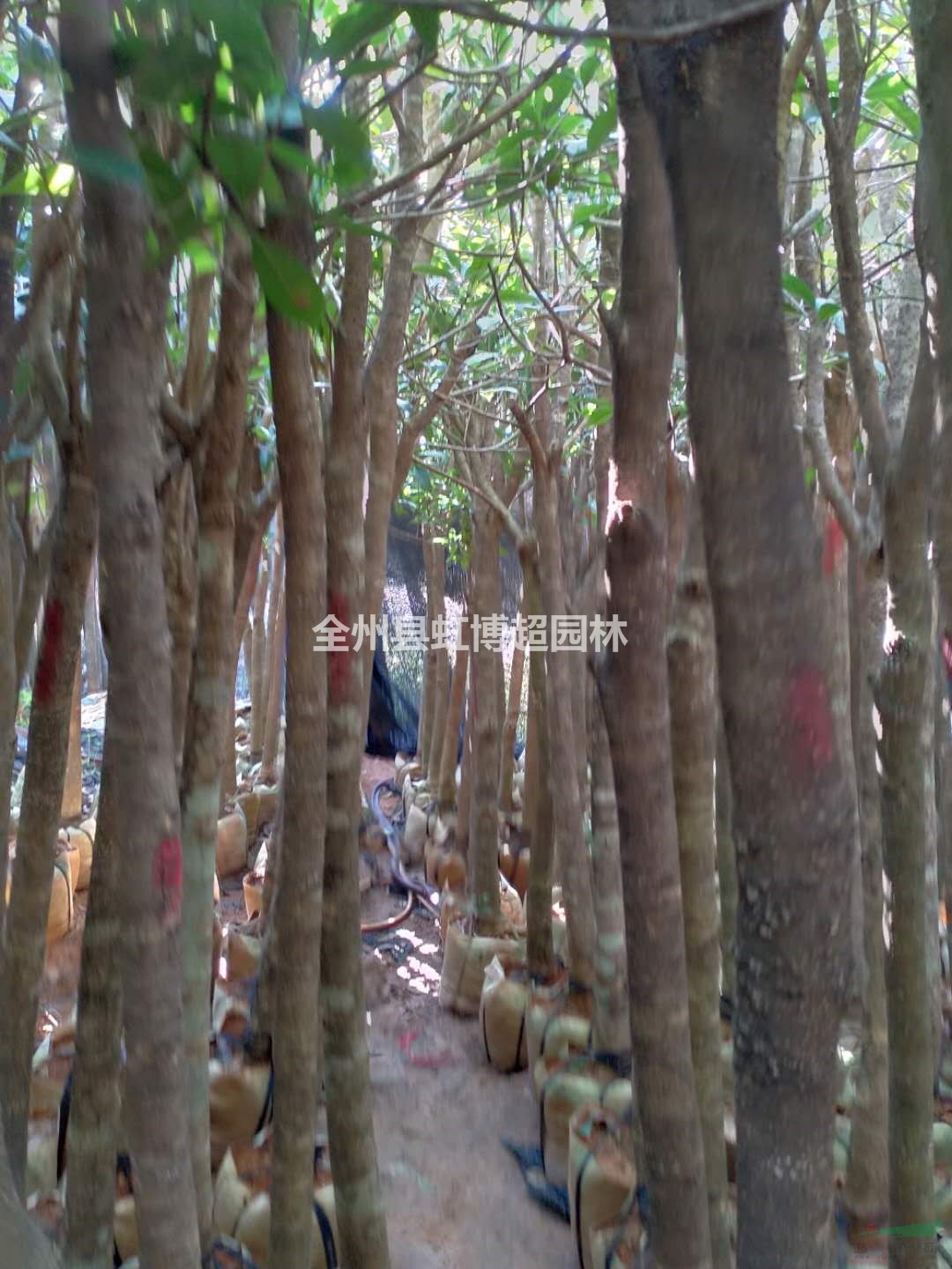 廣西裁枝桂花5-6公分袋苗行情報價/廣西裁枝桂花5-6公分袋苗圖片展示