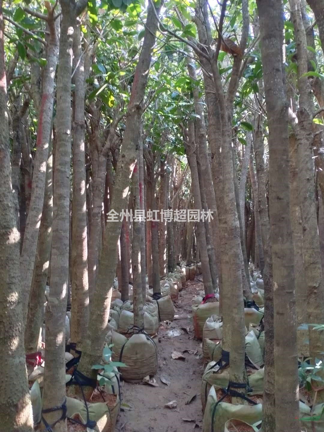 優(yōu)質(zhì)特價(jià)桂林裁枝桂花占地苗/裁枝桂花袋苗產(chǎn)地直銷