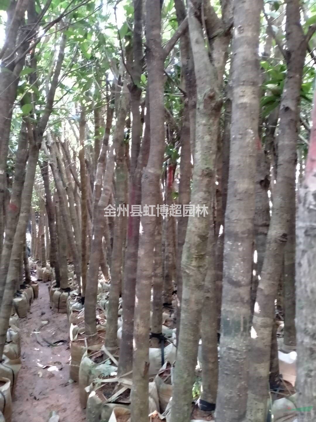 優(yōu)質(zhì)特價(jià)桂林裁枝桂花占地苗/裁枝桂花袋苗產(chǎn)地直銷