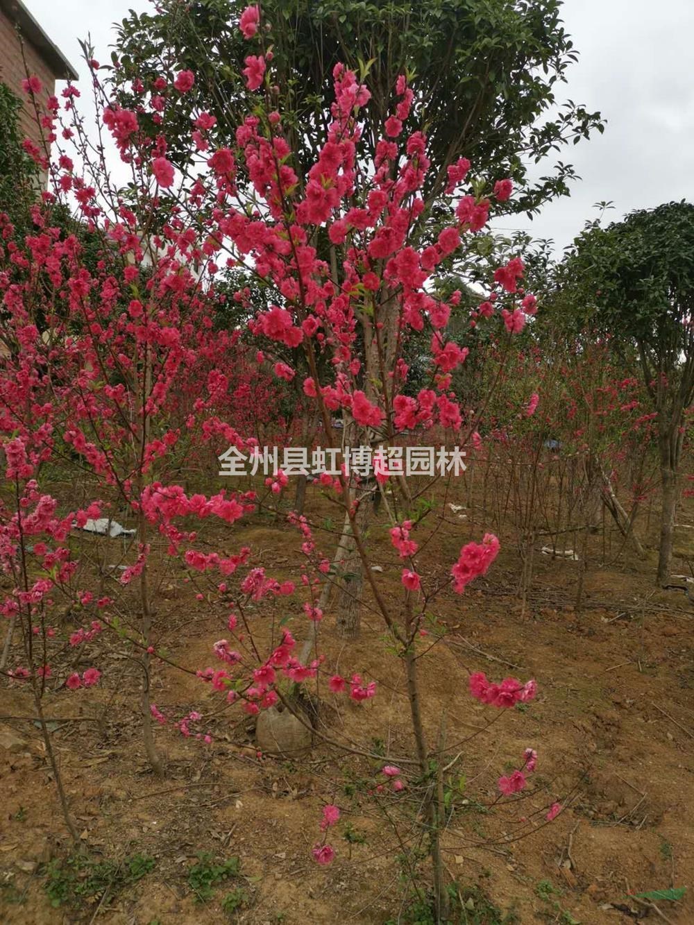 廣西桂林2-5公分青葉碧桃價(jià)格優(yōu)惠/青葉碧桃低價(jià)銷售