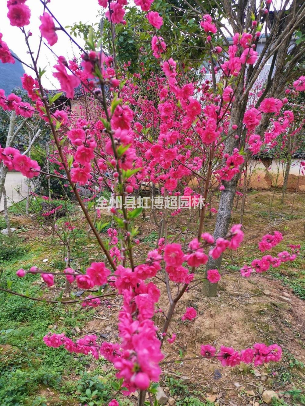 大小規(guī)格廣西桂林碧桃大量低價(jià)供應(yīng)/廣西碧青葉桃價(jià)格優(yōu)惠基地