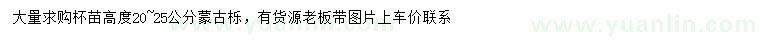 求購高20-25公分蒙古櫟
