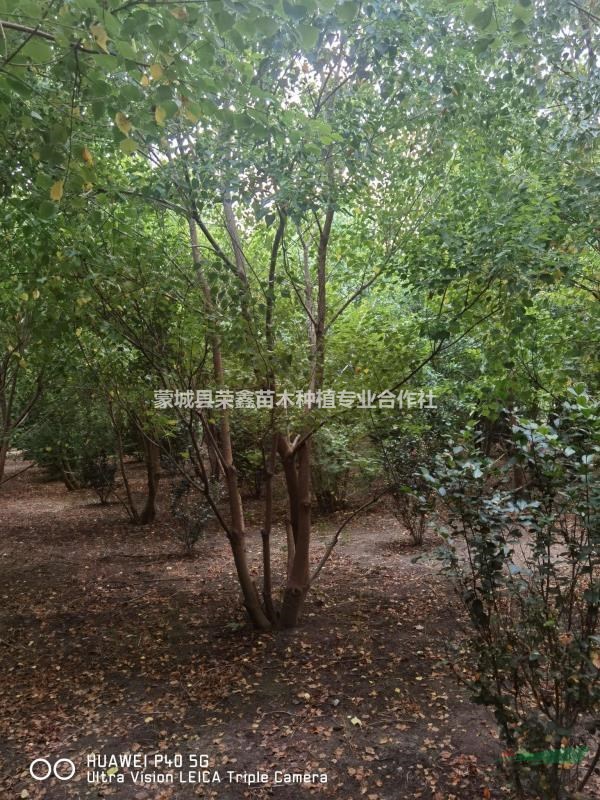 精品叢生烏桕球