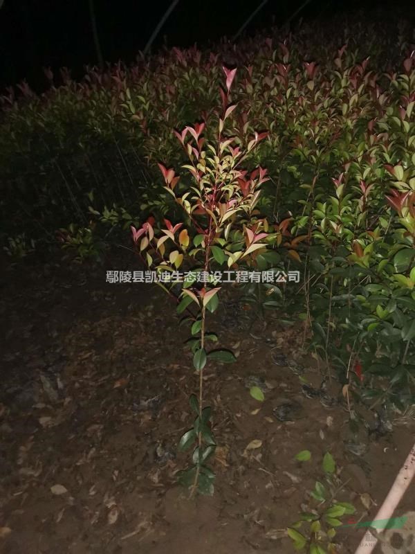 紅葉石楠   石楠