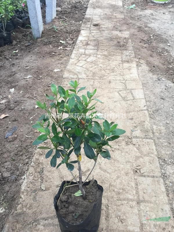 石巖低價種植基地  石巖杜鵑自產自銷  批發價格