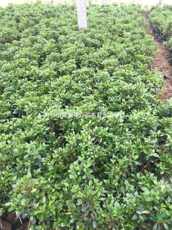 石巖低價種植基地  石巖杜鵑自產自銷  批發價格