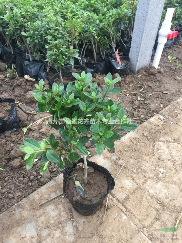 石巖低價種植基地  石巖杜鵑自產自銷  批發價格