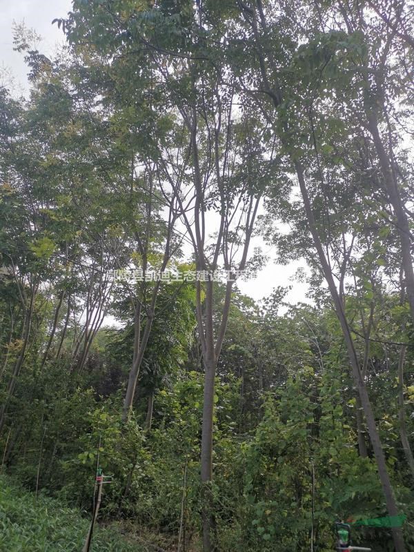 黃山欒   欒樹