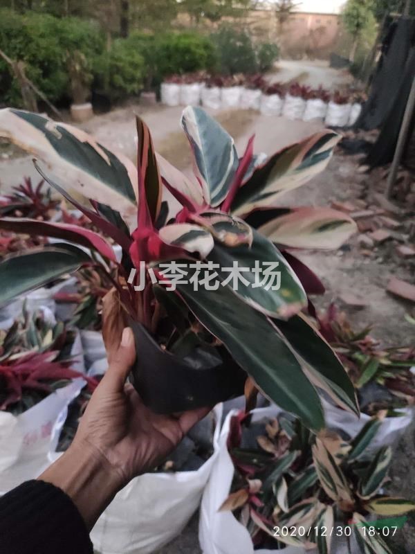 七彩竹芋